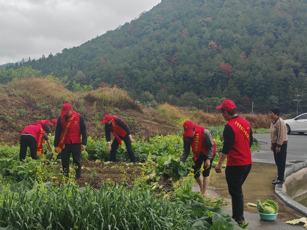  “助农助老 菜地抢收” 志愿服务活动