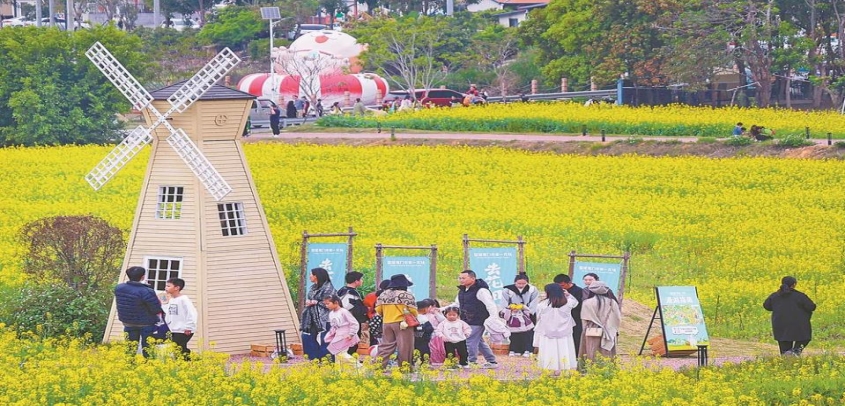 厦门海沧：金色花海邂逅“田野学堂”