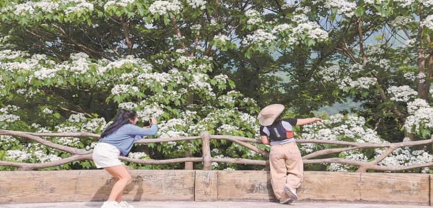 厦门海沧天竺山：恰是桐花烂漫时