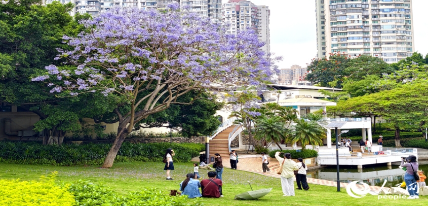 厦门蓝花楹“浪漫倾城”